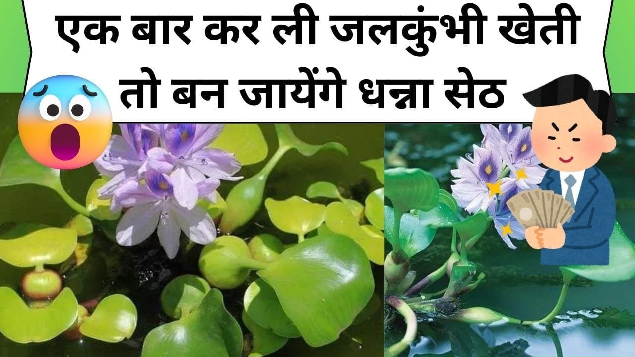 जलकुंभी के नाम से जानी जाती है ये जादुई सब्जी