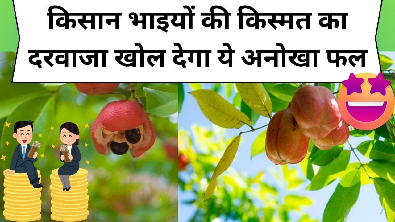 किसान भाइयों की किस्मत का दरवाजा खोल देगा ये अनोखा फल,