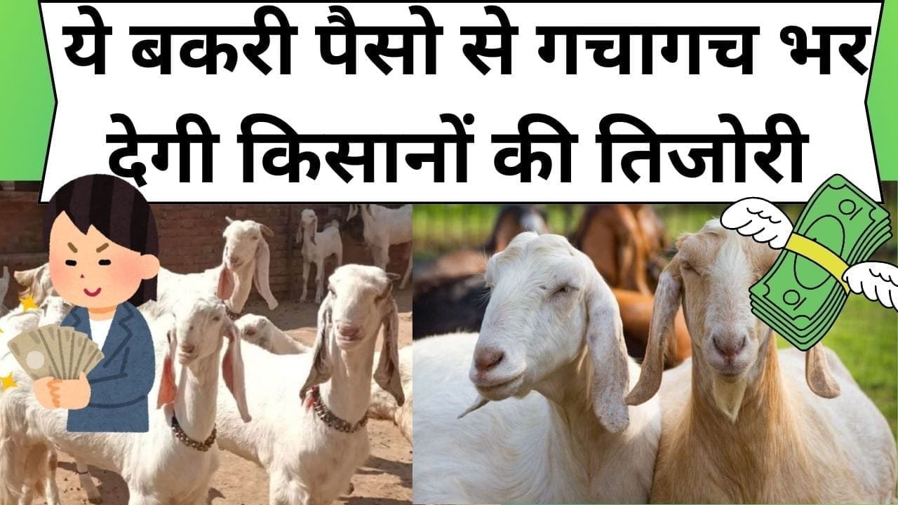 Goat farming