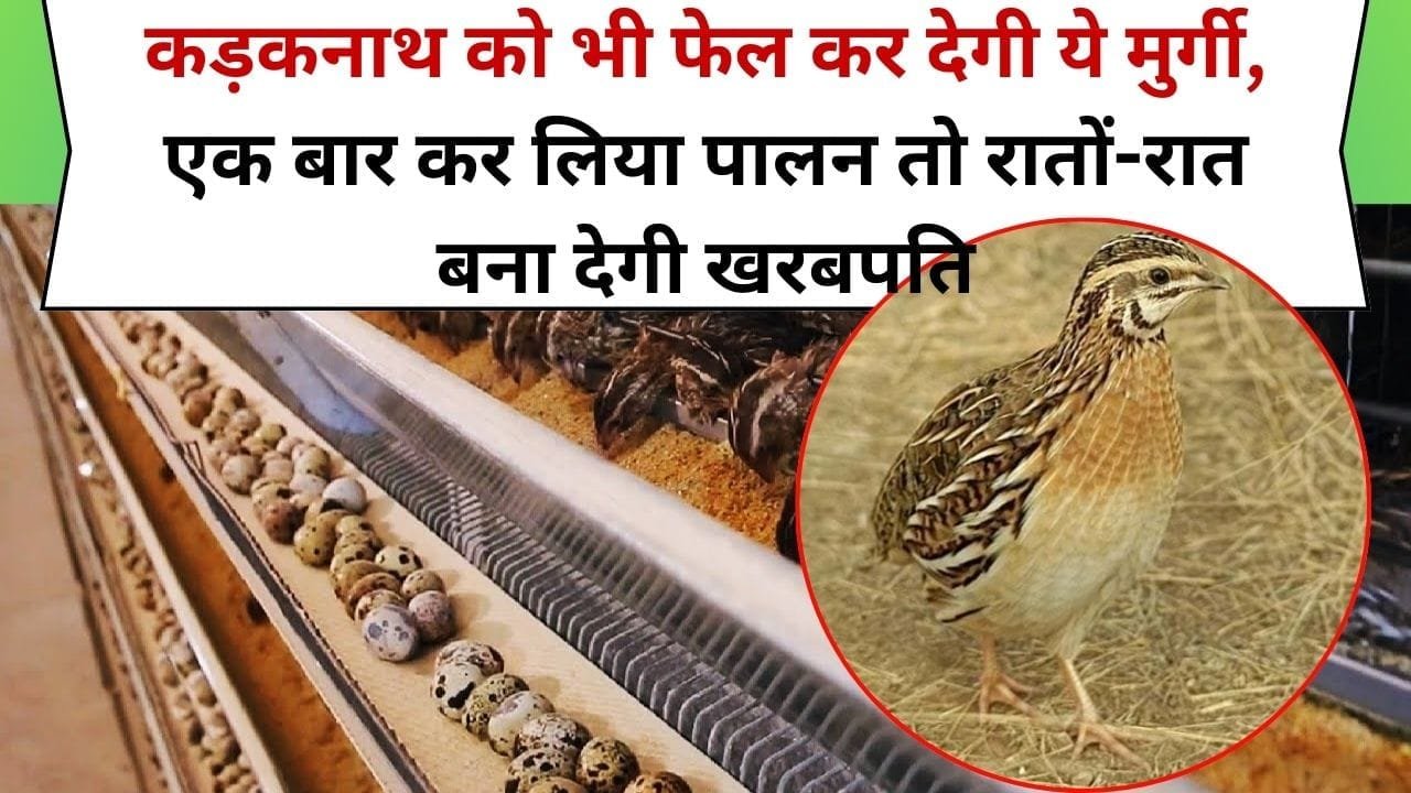 Quail Farming