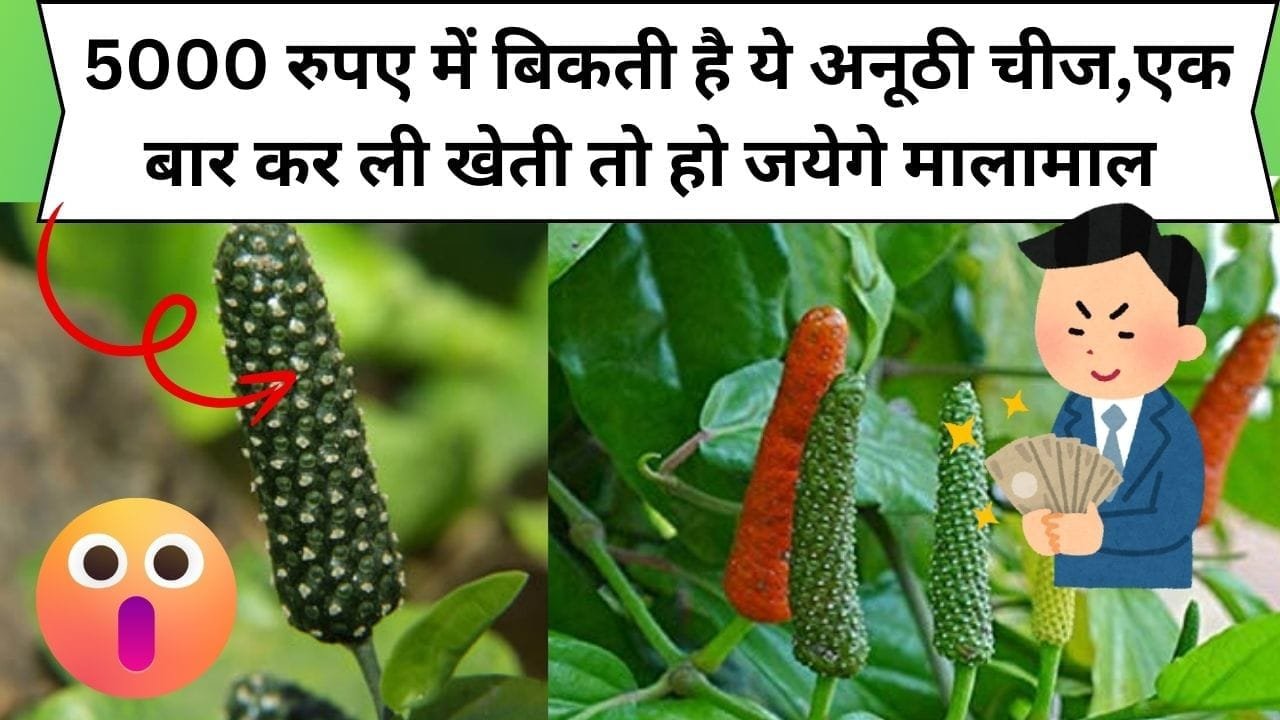 5000 रुपए में बिकती है ये अनूठी चीज