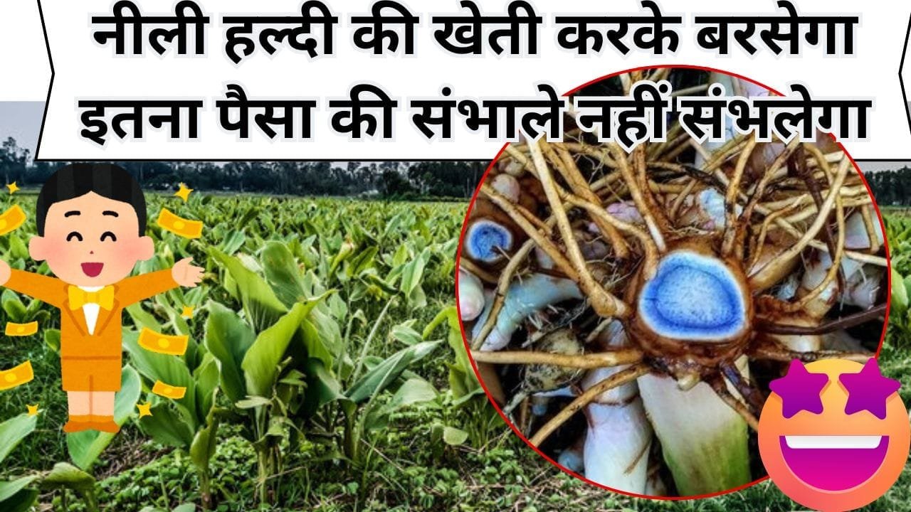 पीली हल्दी छोड़िये अब नीली हल्दी दिखाएगी कमाल,