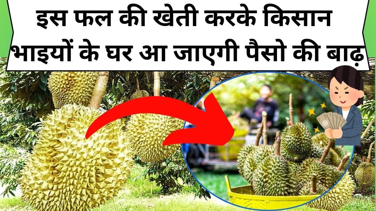 विश्व का सबसे अतरंगी है ये फल