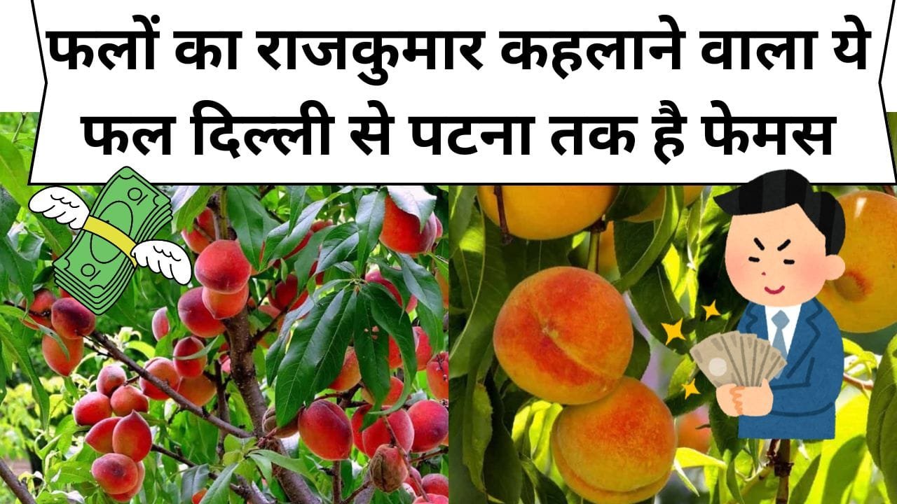 फलों का राजकुमार कहलाने वाला ये फल दिल्ली से पटना तक है फेमस