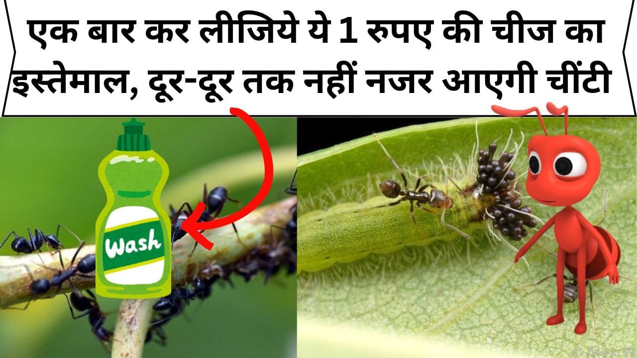 गार्डन में चींटियो ने मचा रखा है आतंक