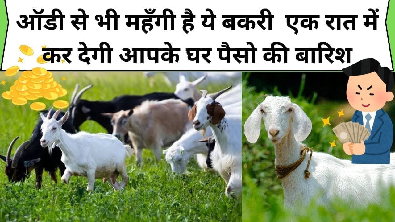 Goat Farming
