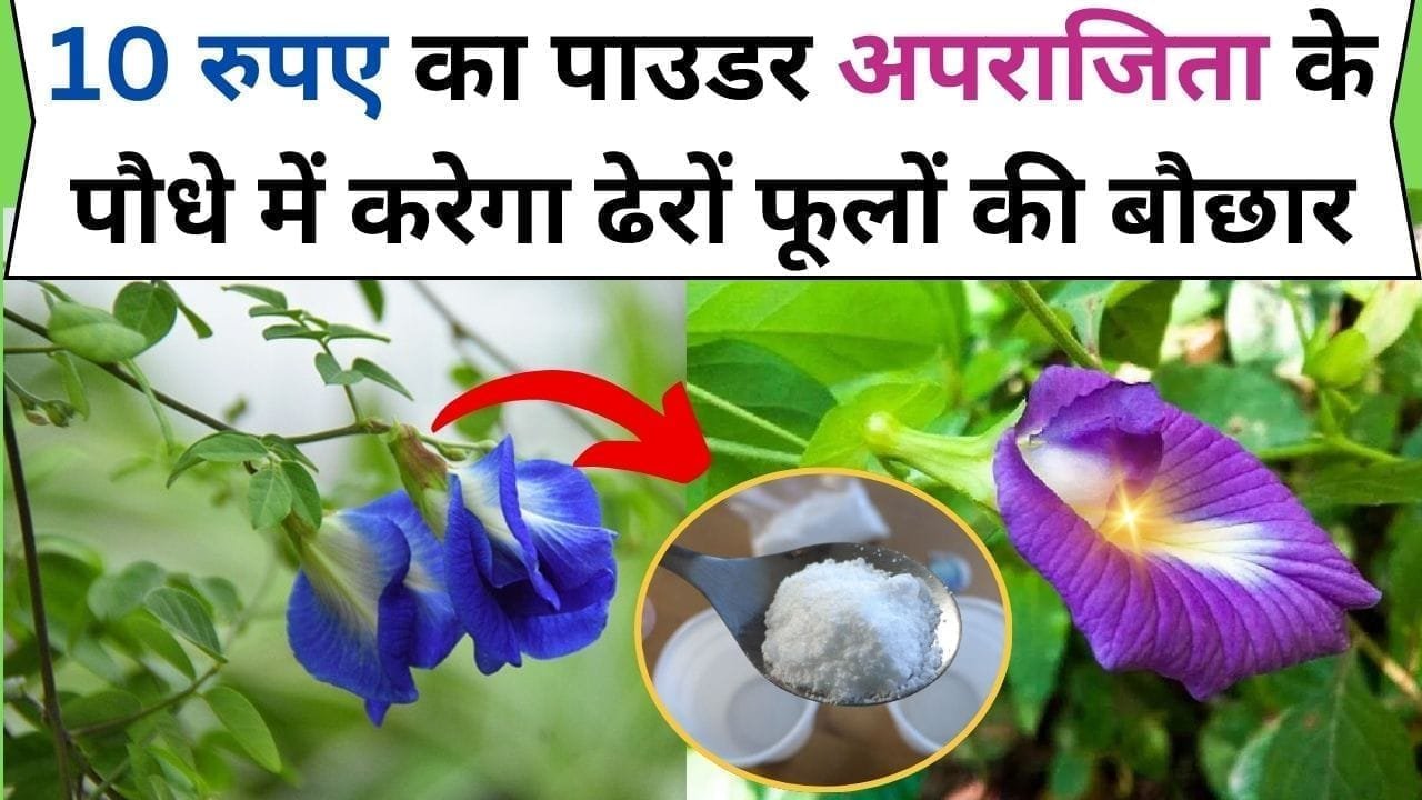 Gardening Tips