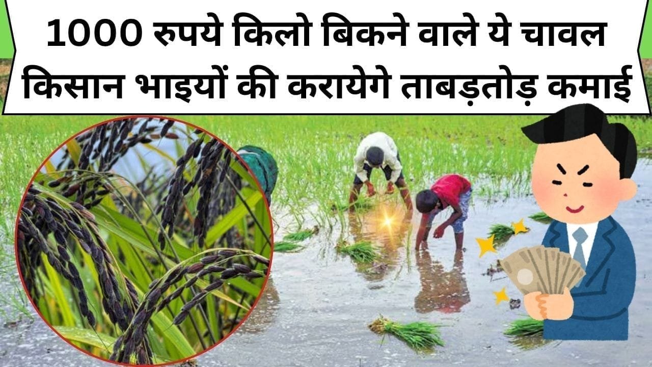 1000 रुपये किलो बिकने वाले ये चावल किसान भाइयों की करायेगे ताबड़तोड़ कमाई