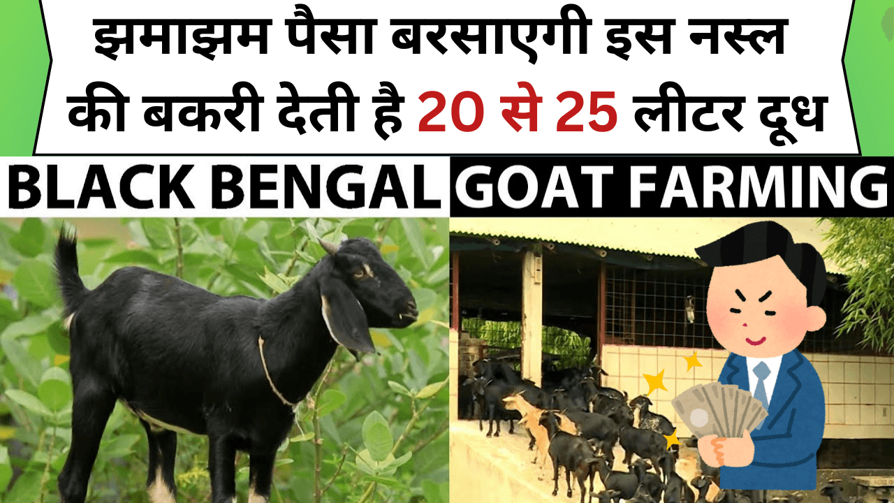 Goat Farming