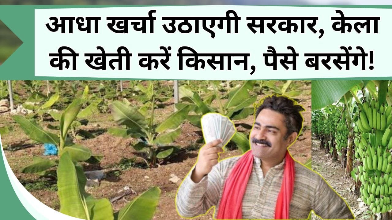 आधा खर्चा उठाएगी सरकार, केला की खेती करें किसान होगी पैसो की बारिश, साल भर रहती है डिमांड, जानिये कैसे करें आवेदन