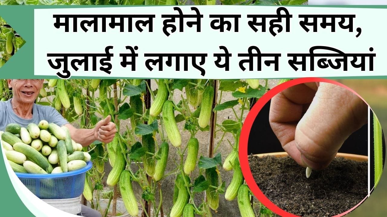 मालामाल होने का सही समय, जुलाई में लगाए ये तीन सब्जियां, अमीर बनने से कोई नहीं रोक सकता