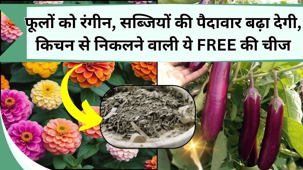 फूलों को रंगीन, सब्जियों की पैदावार बढ़ा देगी किचन से निकलने वाली ये FREE की चीज