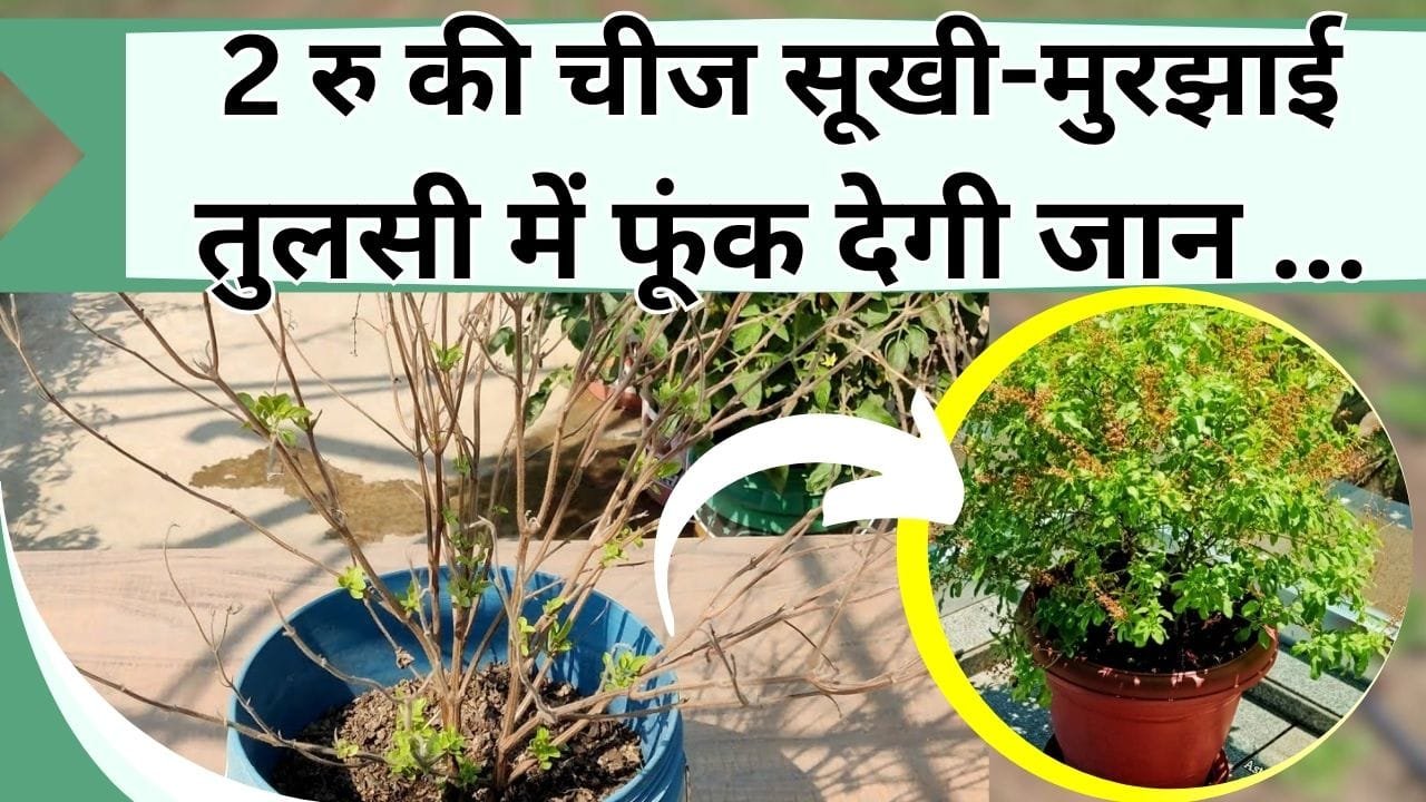 2 रु की चीज सूखी-मुरझाई तुलसी में फूंक देगी जान, पौधा बनेगा छोटा बरगद, जानिये बरसात में तुलसी के पौधे में क्या करें
