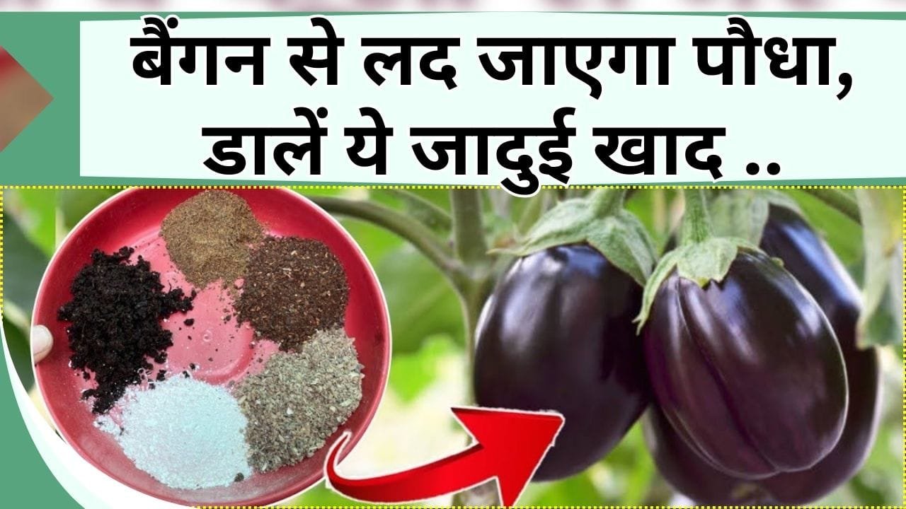 बैंगन से लद जाएगा पौधा, 12 महीने आएंगे बैंगन डालें ये जादुई खाद, जानिये फूल से नहीं बन रहे फल तो क्या करें