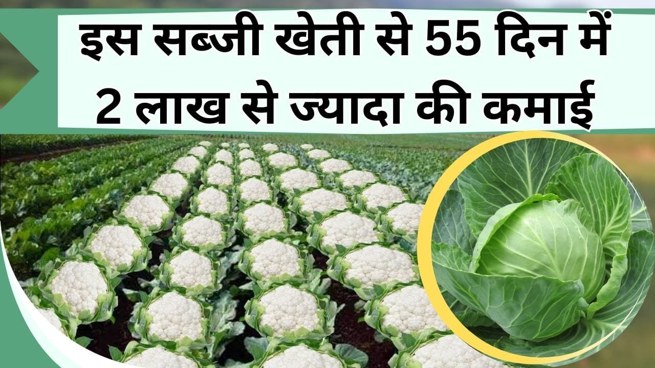 इस सब्जी खेती से 55 दिन में 2 लाख से ज्यादा कमाएं किसान ने, जानिये कितने बीघे में कितना किया खर्चा