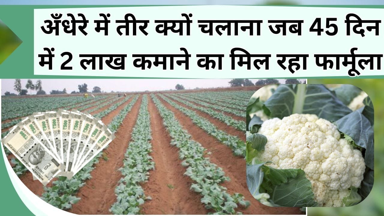 अँधेरे में तीर क्यों चलाना जब 45 दिन में 2 लाख कमाने का मिल रहा फार्मूला, ऐसे करें इस सब्जी की खेती, यहाँ समझे पूरा गणित