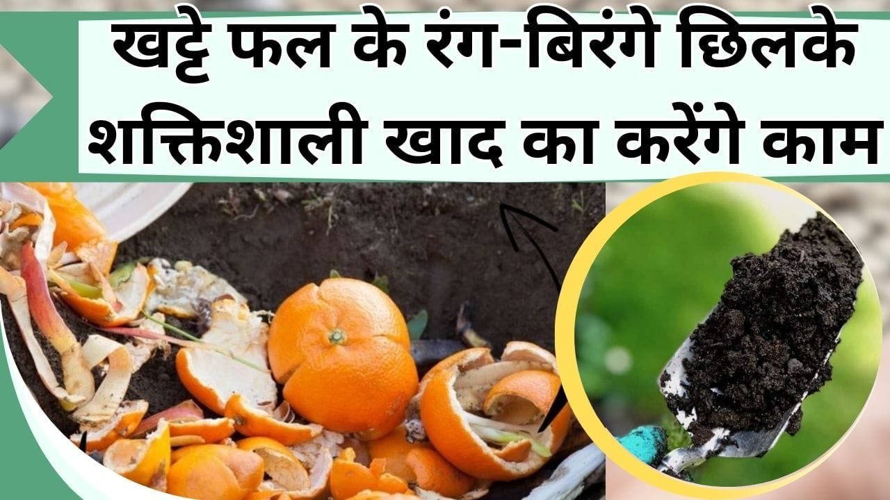 खट्टे फल के रंग-बिरंगे छिलके शक्तिशाली खाद का करेंगे काम, कीटनाशक खरीदने के भी नहीं होगी जरूरत, जानिए कैसे करें इस्तेमाल
