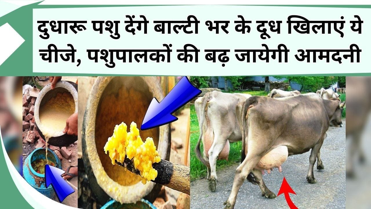 दुधारू पशु देंगे बाल्टी भर के दूध खिलाएं ये चीजे, पशुपालकों की बढ़ जायेगी आमदनी