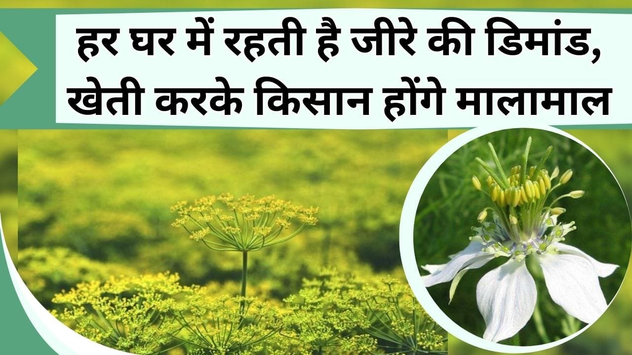 हर घर में रहती है जीरे की डिमांड, खेती करके किसान होंगे मालामाल, जानिये जीरा की खेती में खर्चा और कमाई