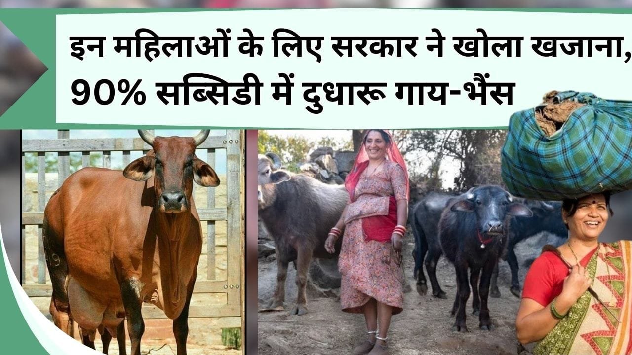 इन महिलाओं के लिए सरकार ने खोला खजाना, 90% सब्सिडी के साथ दुधारू गाय-भैंस, यहाँ करना है आवेदन
