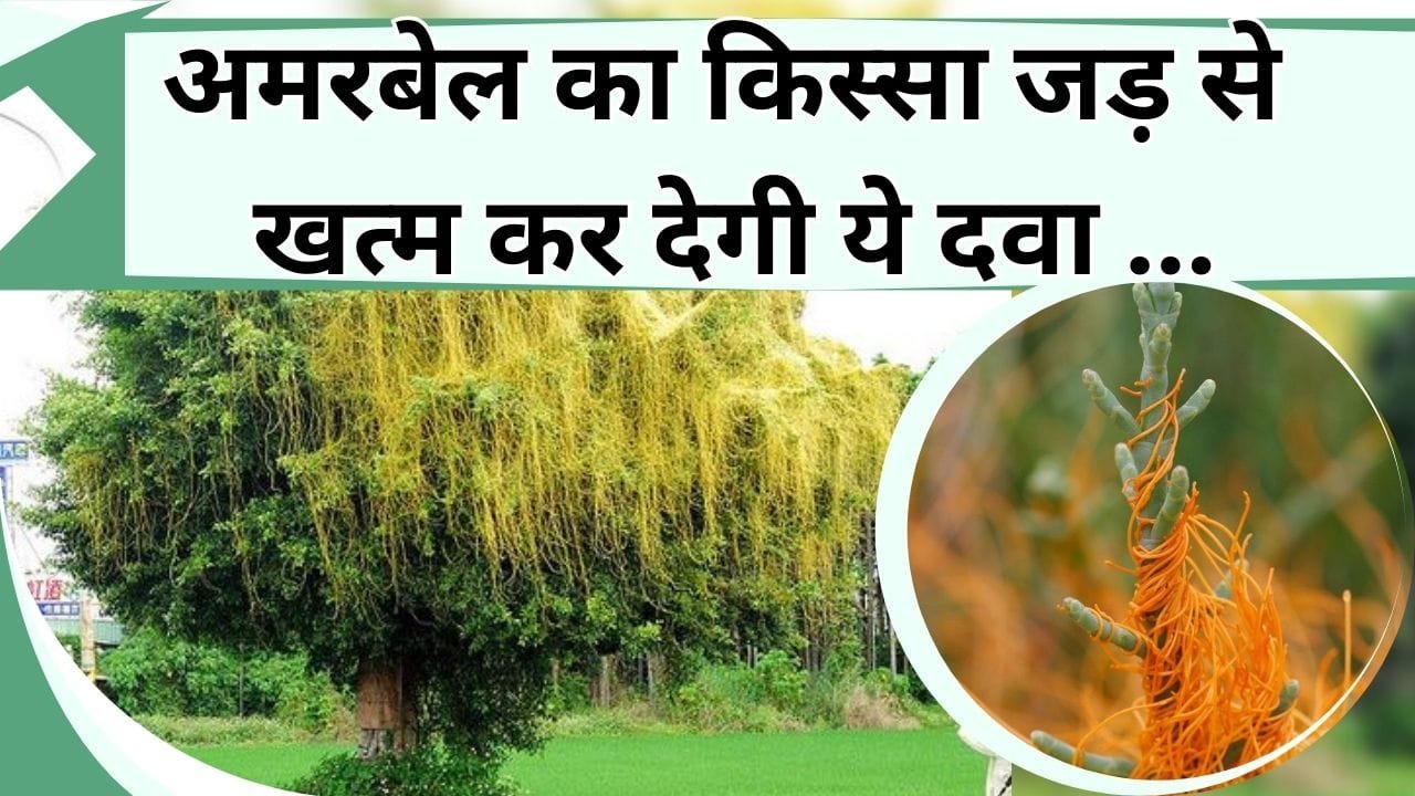 अमरबेल का किस्सा जड़ से खत्म कर देगी ये दवा, गन्ने के किसानों को नहीं उठाना होगा घाटा