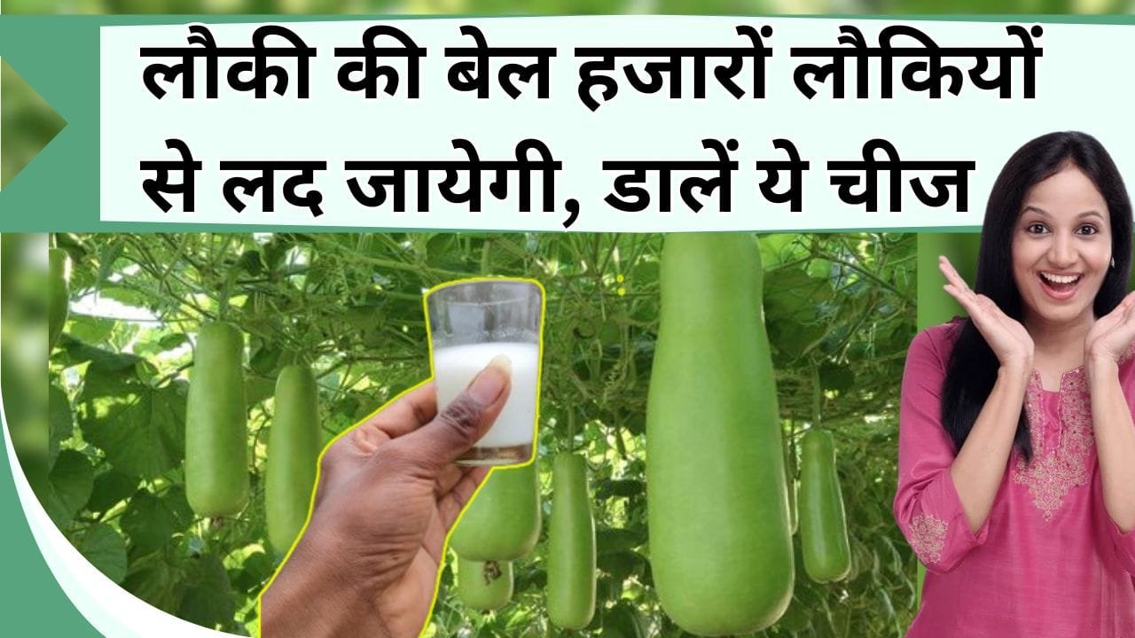 लौकी की बेल हजारों लौकियों से लद जायेगी, डालें ये सफेद चीज, मुफ्त में मिलेगी ताजा सब्जी, पड़ोसियों को तक बांटना पड़ेगा