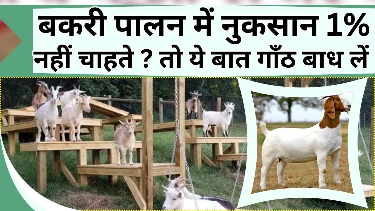 बकरी पालन में नुकसान की 1% भी संभावना नहीं रहेगी, इन बातों को बाँध लें गांठ, लाखो में खेलेंगे लाखो में