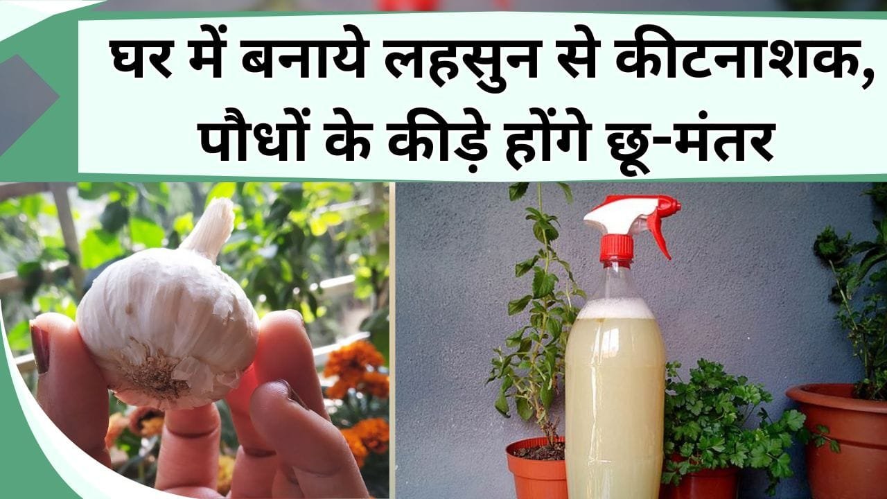 अरे भैया जब घर में लहसुन से कीटनाशक बनाना है इतना आसान तो बाजार से क्यों खरीदना, पौधों में छिड़के कीड़े होंगे छू-मंतर
