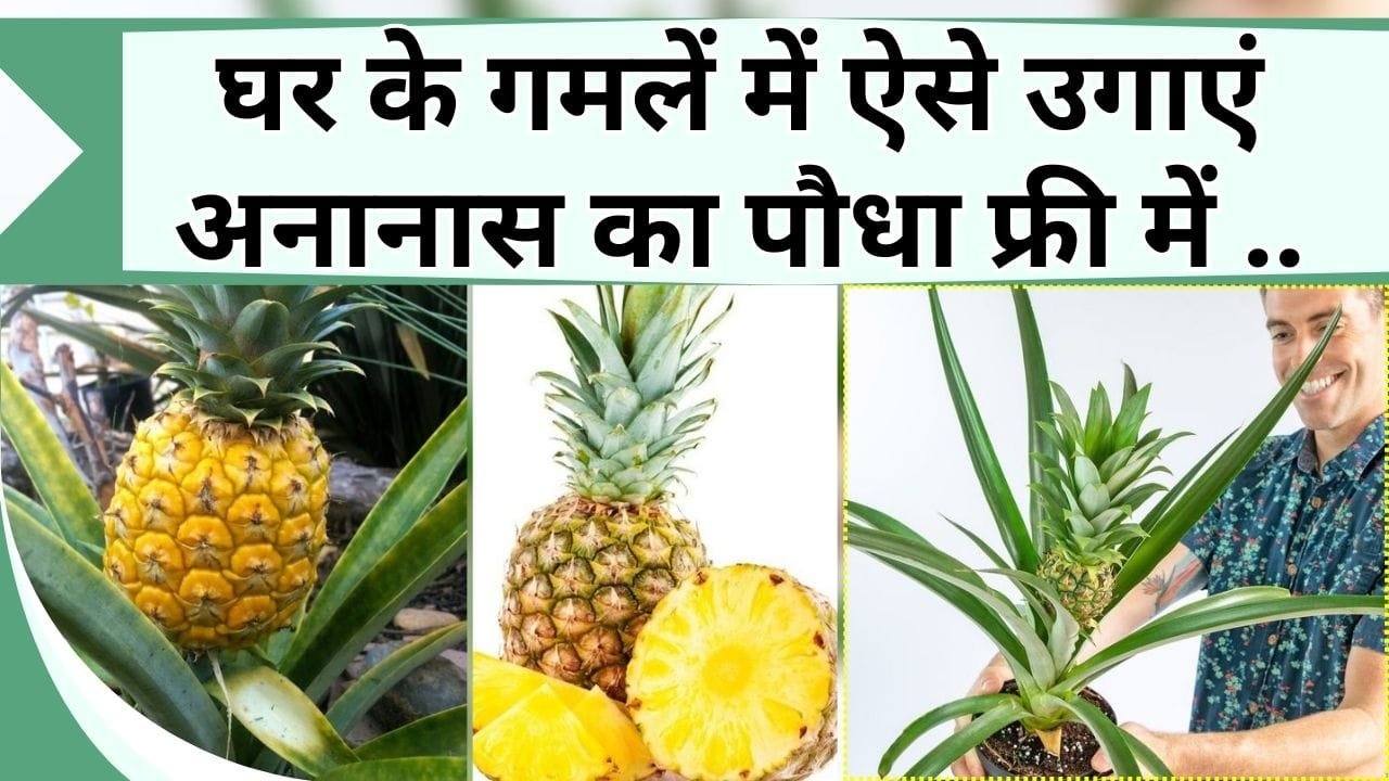 घर के गमलें में उगाएं अनानास का पौधा फ्री में, बाजार से खरीदने की झंझट खत्म, सेहत के लिए है फायदेमंद, जानिये कैसे लगाएं