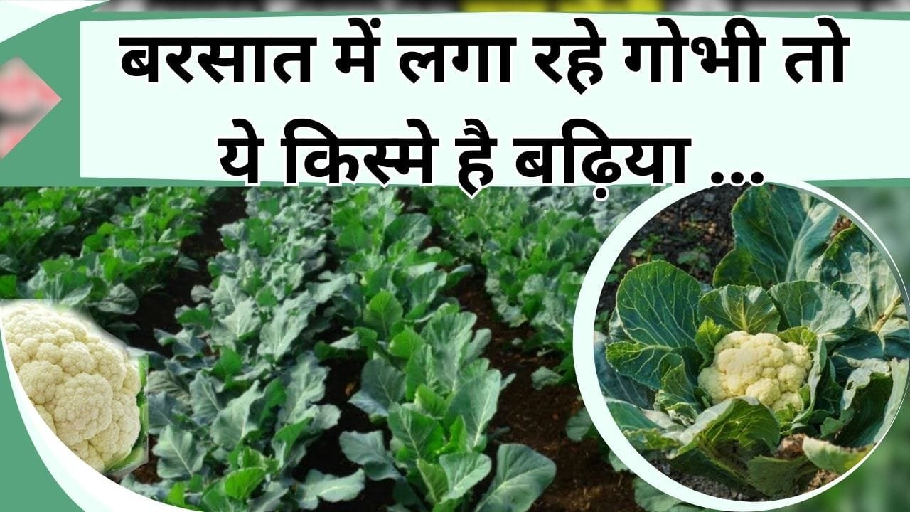 बरसात में लगा रहे गोभी तो ये किस्मे है बढ़िया, जानें अगेती और पछेती फूल गोभी की बेहतरीन किस्मे