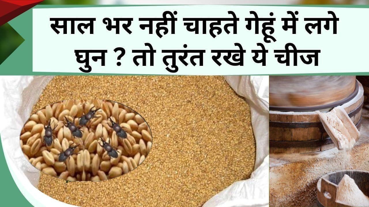 साल भर नहीं चाहते गेहूं में लगे घुन ? तो तुरंत रखे ये चीज, गेंहू में नहीं लगेंगे कीड़े