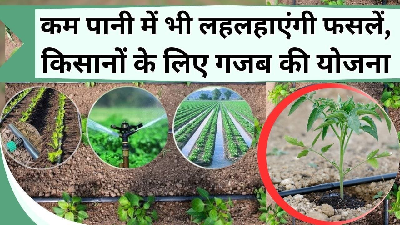 कम पानी में भी लहलहाएंगी फसलें, किसानों के लिए सरकार की शानदार योजना, यहां करें आवेदन और सिंचाई मशीन पर पाएं 80% सब्सिडी
