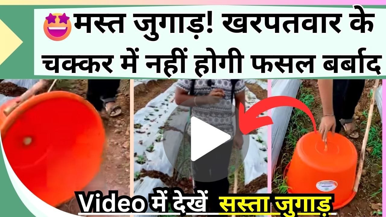 मस्त जुगाड़! खरपतवार के चक्कर में नहीं होगी फसल बर्बाद, Video में देखें कैसे सस्ता जुगाड़ लाखो की फसल बचाएगा