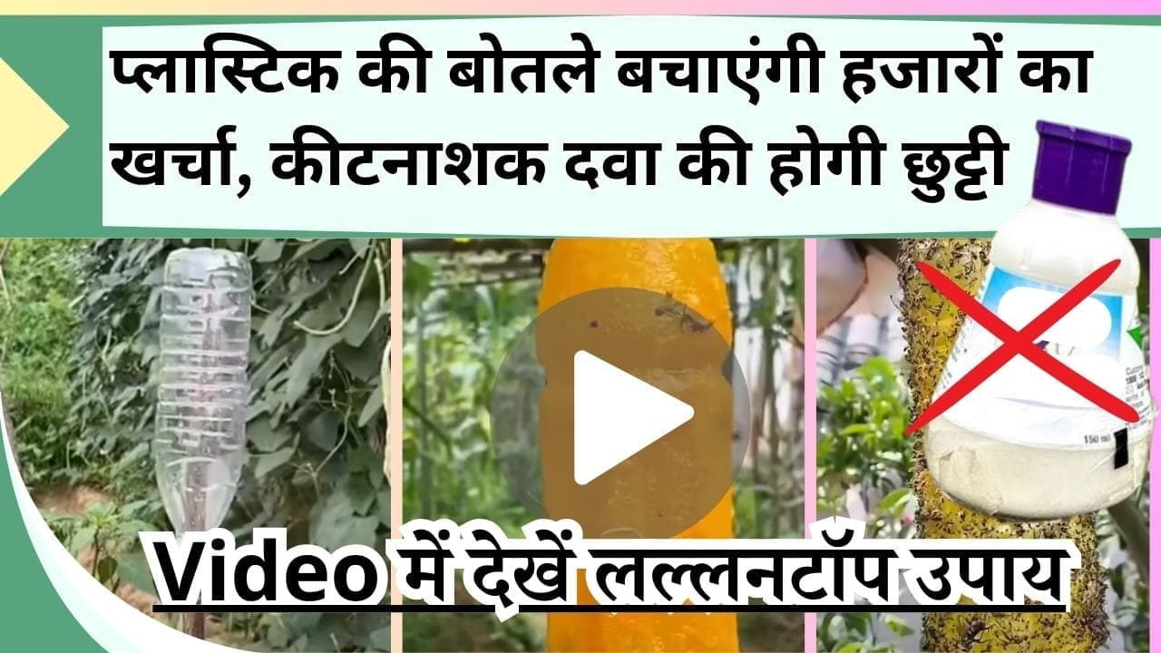 प्लास्टिक की बोतले बचाएंगी हजारों का खर्चा, Video में देखें लल्लनटॉप उपाय, जिससे बिना कीटनाशक कीटों की होगी छुट्टी