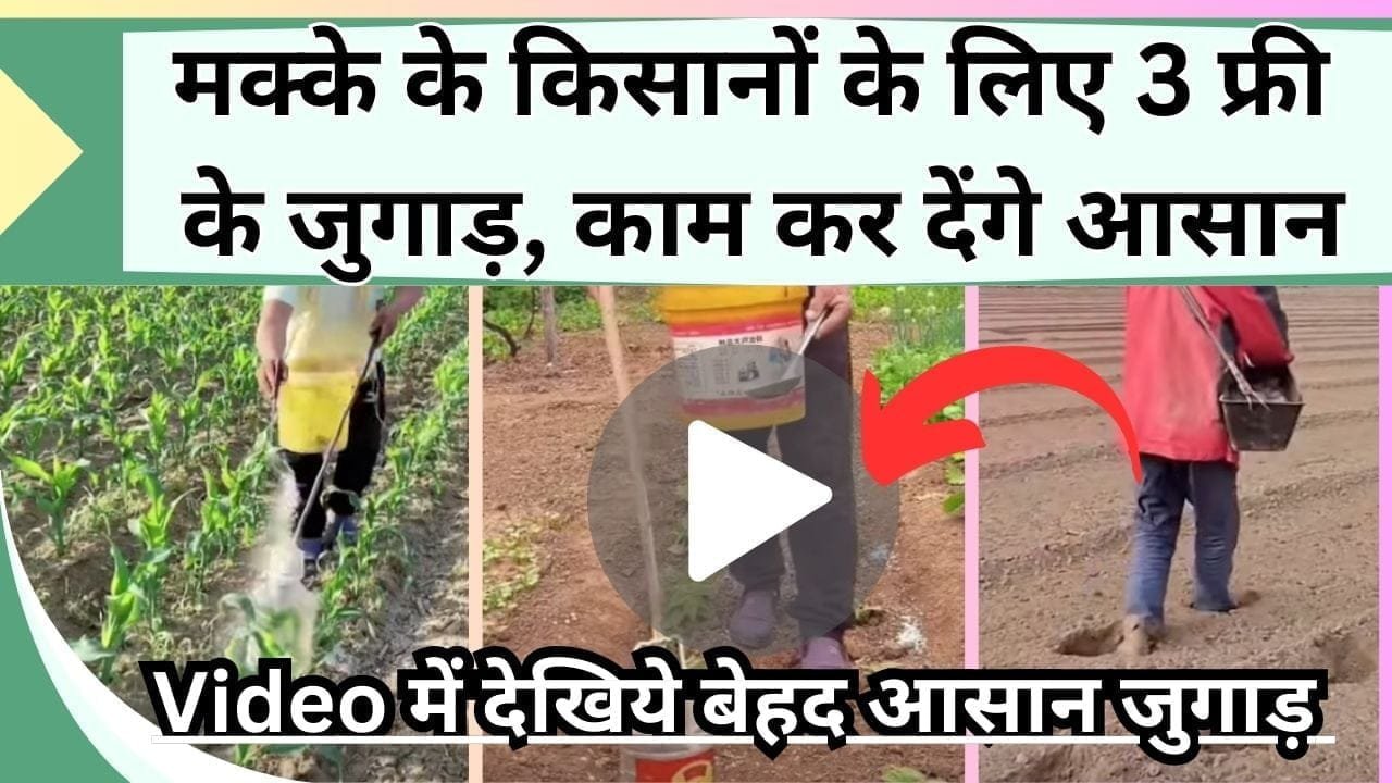 मक्के के किसानों के लिए 3 फ्री के जुगाड़, काम कर देंगे आसान, बढ़ा देंगे पैदावार, Video में देखिये बेहद आसान जुगाड़