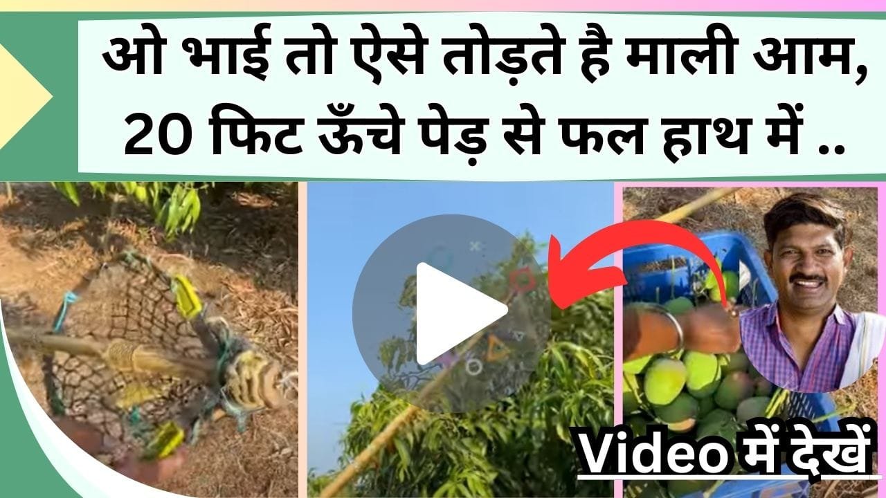 ओ भाई तो ऐसे तोड़ते है माली आम, Video में देखें 20 फिट ऊँचे पेड़ से आम तोड़ने का जबरदस्त जुगाड़, बिना पत्थर हाथ में आएंगे आम