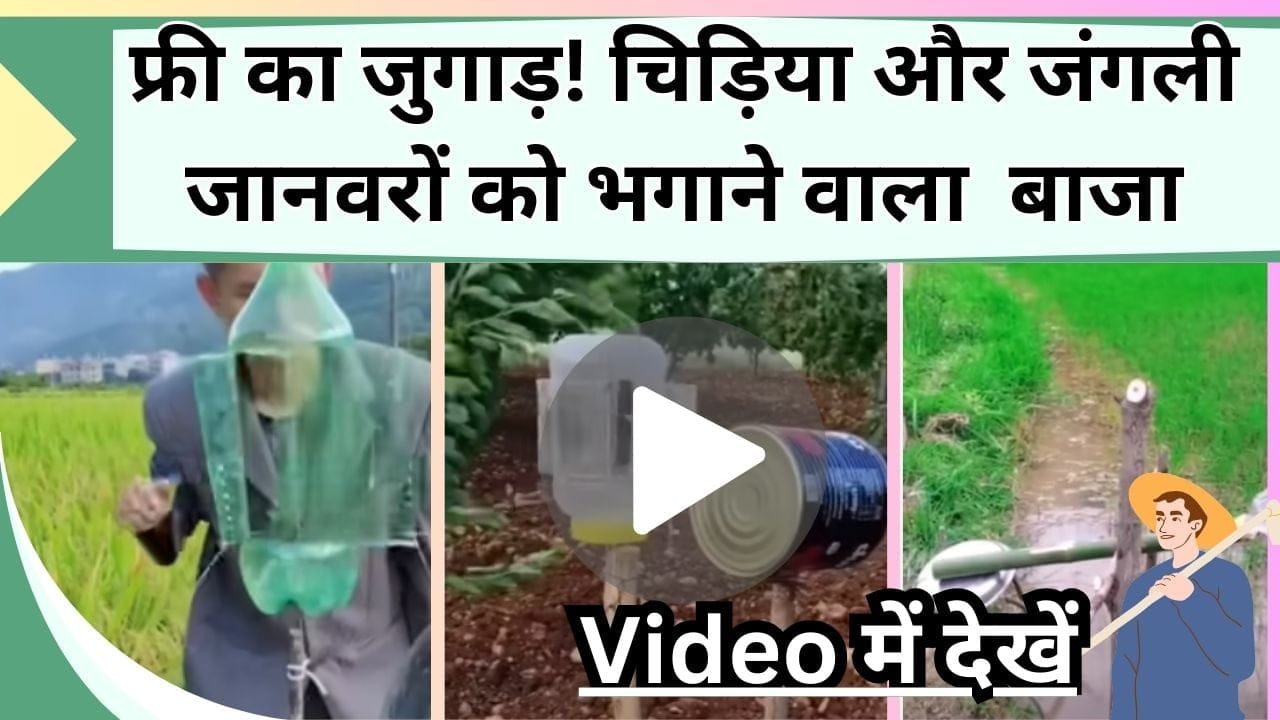 फ्री का जुगाड़, किसानों ने गजब दौड़ाया दिमाग, खेतों से चिड़िया और जंगली जानवरों को भगाने के लिए बना दिया बाजा, Video में देखें