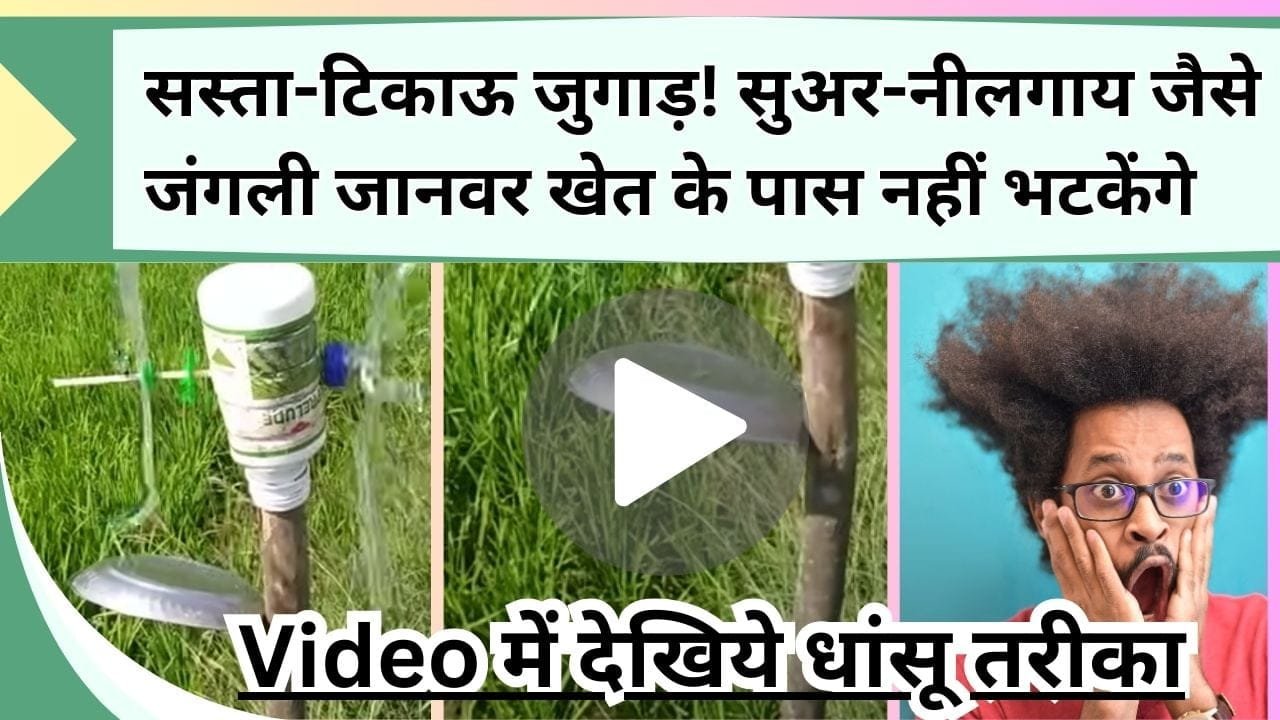 सस्ता-टिकाऊ-धांसू जुगाड़! सुअर-नीलगाय जैसे जंगली जानवर खेत के आसपास नहीं भटकेंगे, Video में देखिये कमाल का उपाय