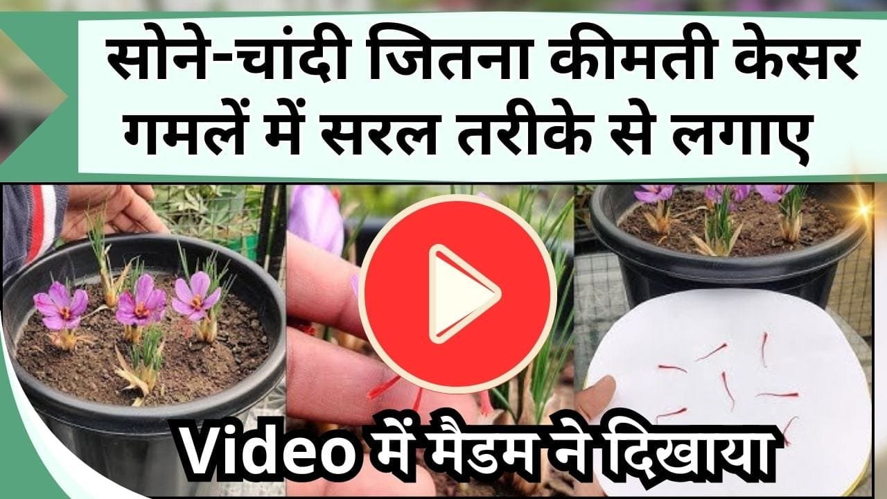 सोने-चांदी जितना कीमती केसर गमलें में लगाने का सबसे सरल तरीका जानें, Video में मैडम ने दिखाया केसर लगाने से तोड़ने तक का प्रोसेस