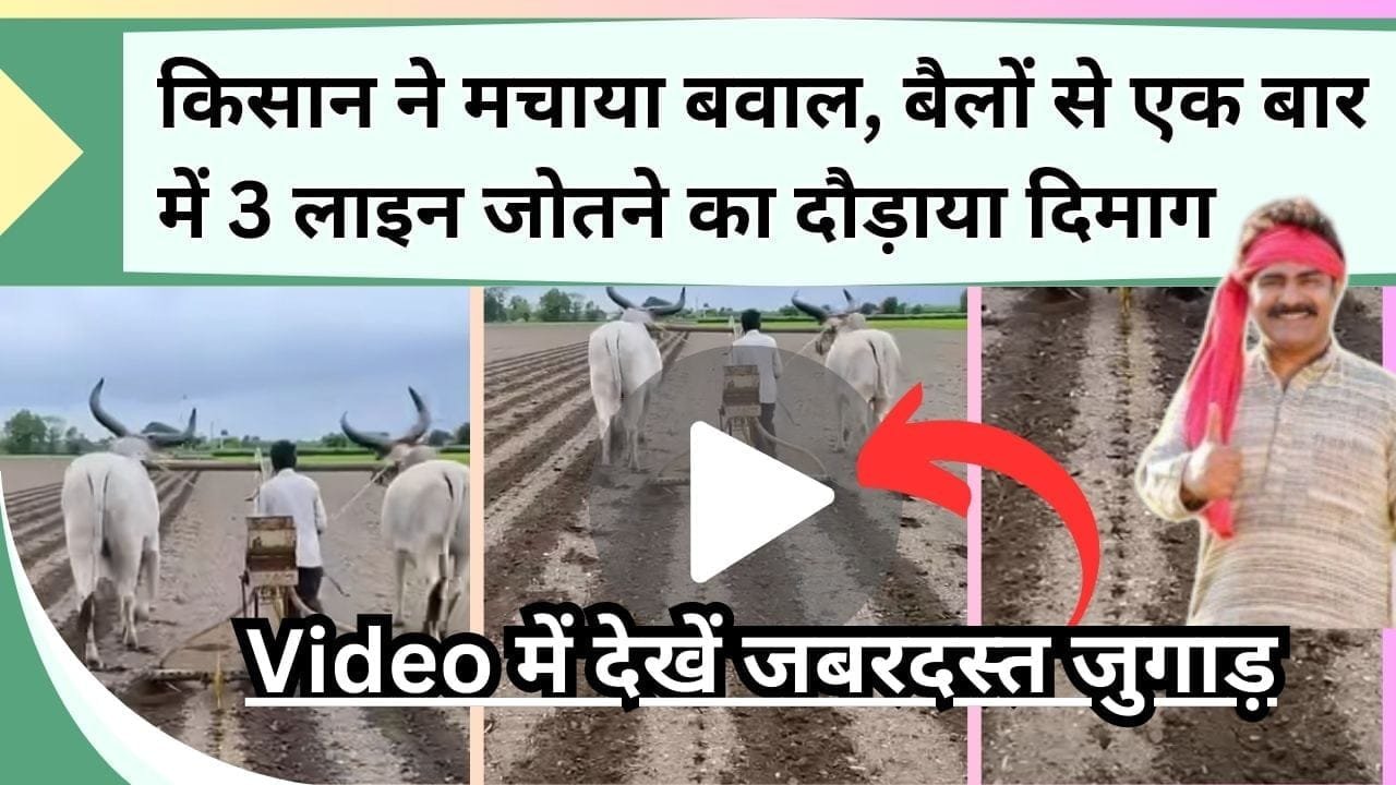किसान ने मचाया बवाल, बैलों से एक बार में 3 लाइन जोतने का दौड़ाया दिमाग, Video में देखें जबरदस्त जुगाड़