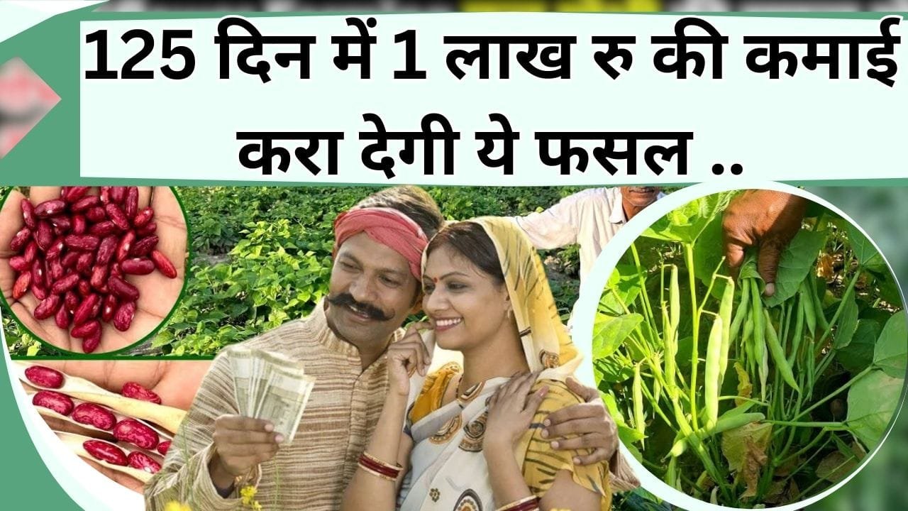 125 दिन में 1 लाख रु की कमाई करा देगी ये फसल, इससे बनता है भारत का प्रसिद्ध व्यंजन, जानिये इसकी खेती की जानकारी