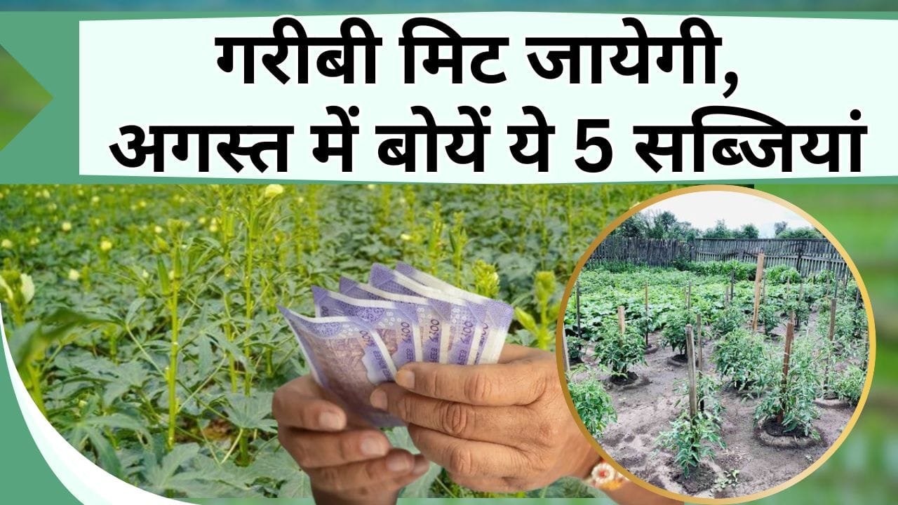गरीबी मिटा देगी ये फसल, बना देगी अमीर, अगस्त में बोयें ये 5 सब्जियां, देखेंगे पैसों की झमाझम बारिश