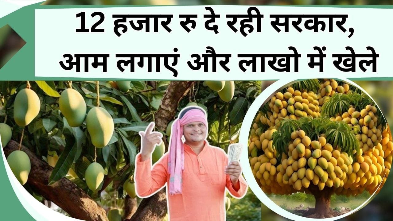 12 हजार रु दे रही सरकार, आम लगाएं और लाखो में खेले, तगड़ी कमाई से होंगे अमीर, 50% सब्सिडी का हुआ ऐलान