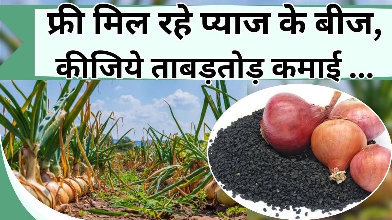 प्याज के बीज फ्री में मिल रहे हैं, खूब कमाई करें, किसान भाई हैं भाग्यशाली, जानें क्या है योजना