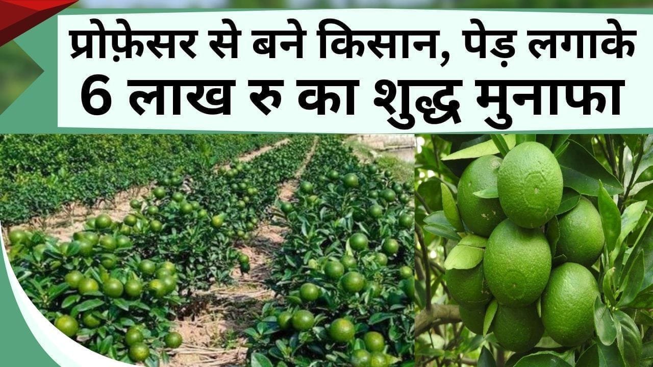 प्रोफ़ेसर से बने किसान, पेड़ लगाके 6 लाख रु का शुद्ध मुनाफा लिया, 2024 में 10 लाख की कमाई का अनुमान, जानें कैसे