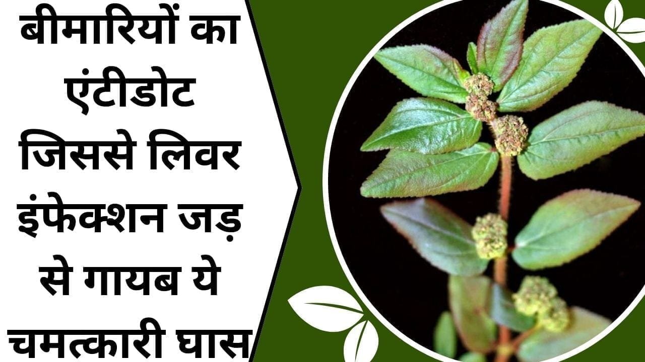 बीमारियों का एंटीडोट, जिससे लिवर इंफेक्शन जड़ से गायब, ये चमत्कारी घास, जाने इस घास का नाम