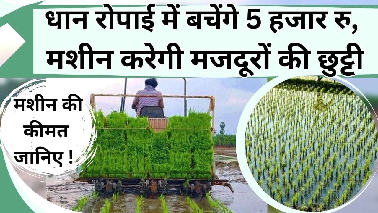धान रोपाई में बचेंगे 5 हजार रु, एक एकड़ में 3 हजार में होगा काम, ये मशीन मजदूरों की करेगी छुट्टी, इससे लगाने में फायदे ही फायदे, जानिये कीमत