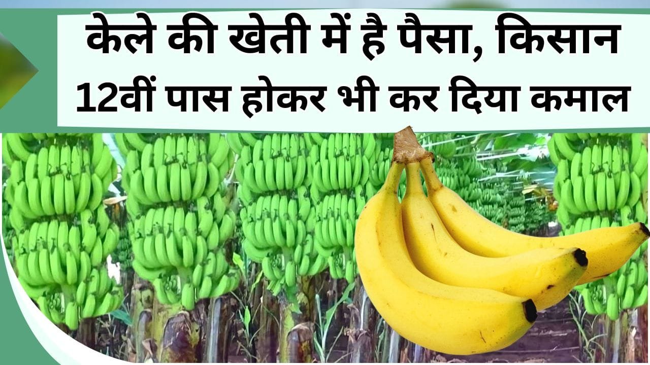 केले की खेती में है पैसा, दो एकड़ में लगाकर किसान हुआ मालामाल, 12वीं पास होकर भी कर दिया कमाल