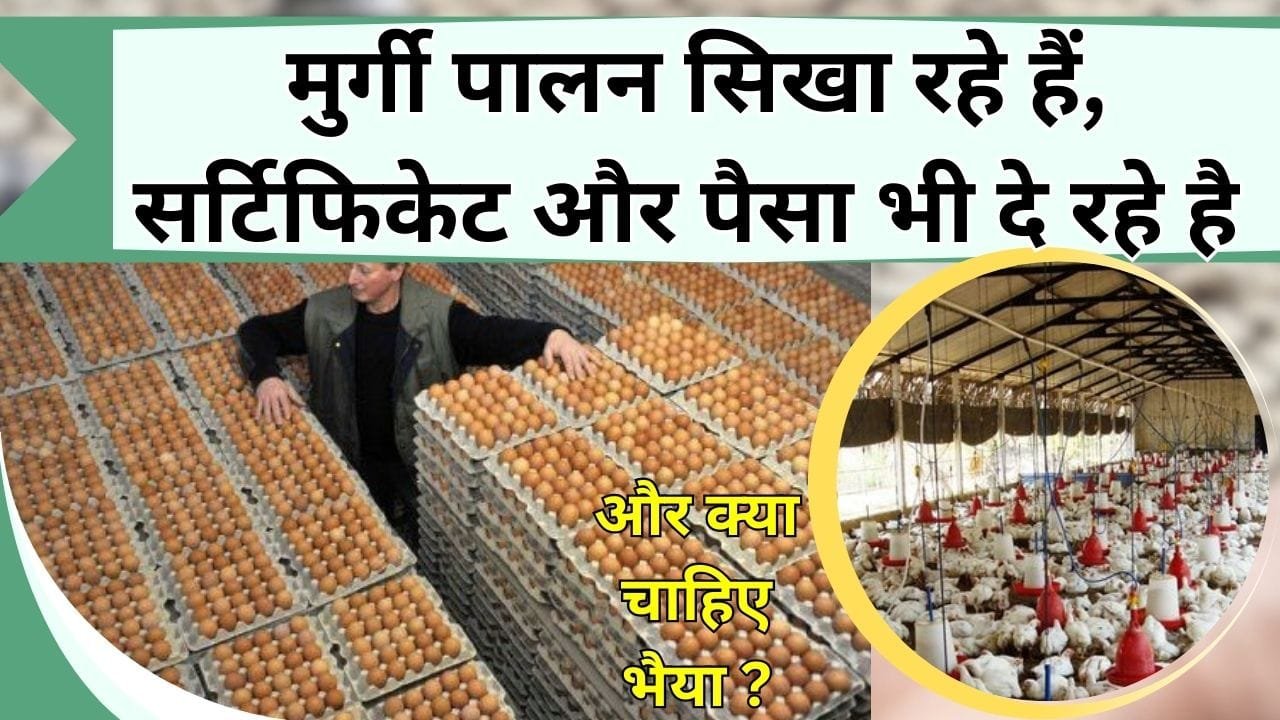 मुर्गी पालन सिखा रहे हैं, सर्टिफिकेट भी दे रहे हैं और पैसे भी दे रहे हैं भैया और क्या चाहिए, जानिए क्या है योजना