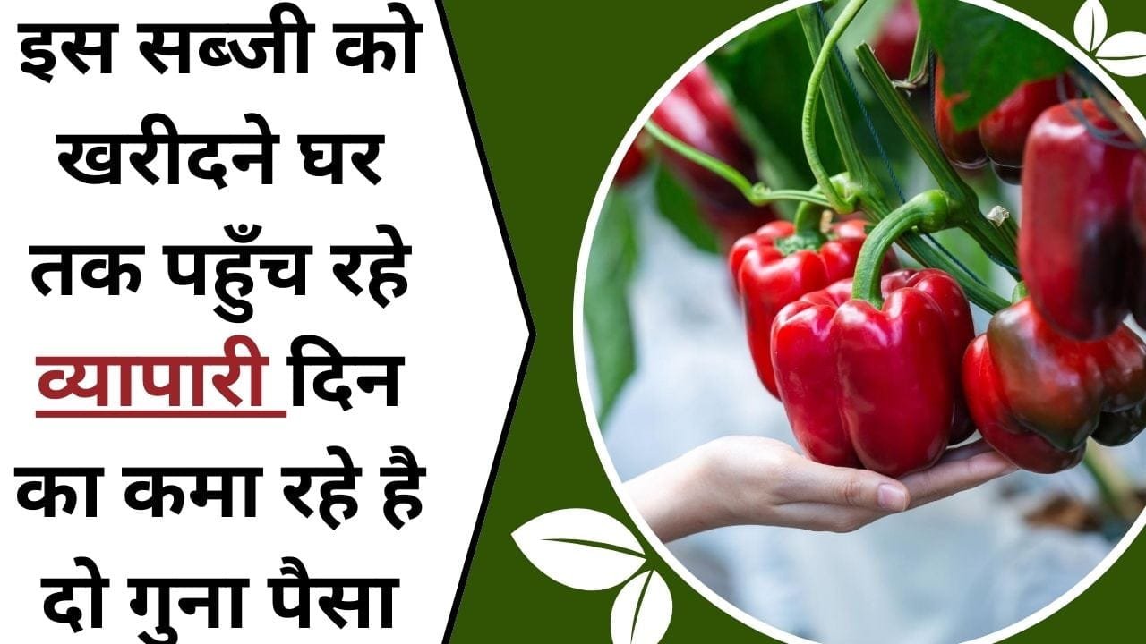 इस सब्जी को खरीदने घर तक पहुँच रहे व्यापारी, दिन का कमा रहे है दो गुना पैसा, शुरू कीजिये एक एकड़ में इस फसल की खेती, जाने इस फसल का नाम